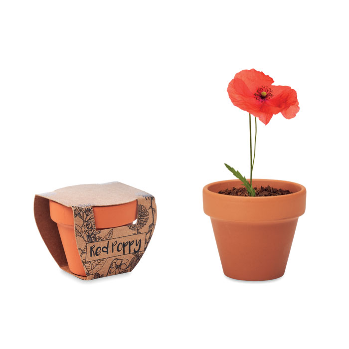 Vaso in terracotta con semi di papavero - Pieranica