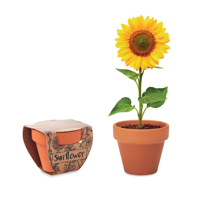 Vaso di terracotta con semi di girasole - Breno